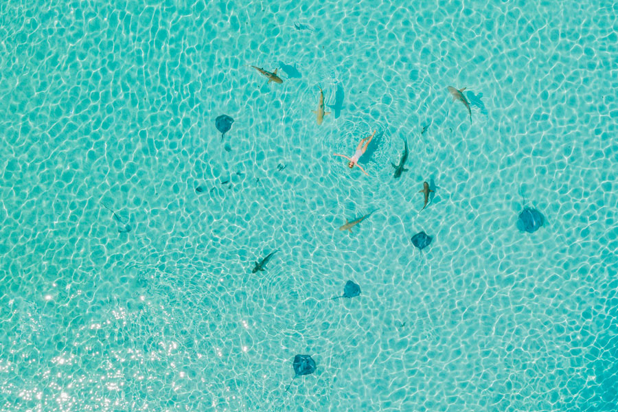 Flitterwochen - Hochzeitsreise Moorea - Schwimmen mit Haien und Rochen